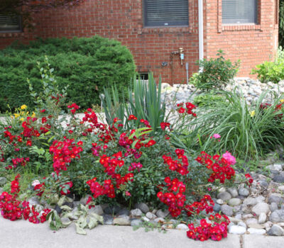 Professional Landscaping - DML Landscaping