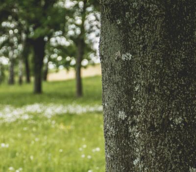 bark-blur-close-up-518502